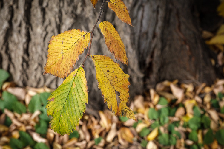 fujifilm 16 55mm lens review 15