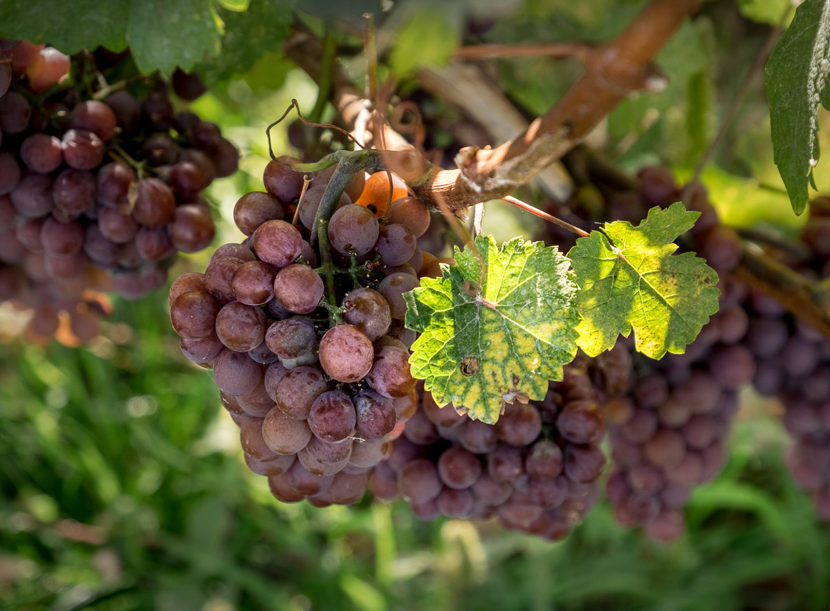 grapes on the vine okanagan