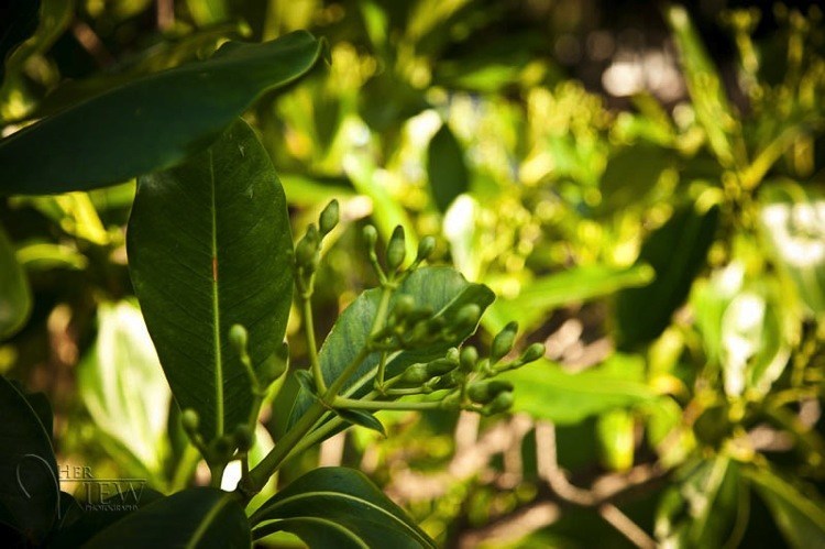 Hawaii2012-01915-blog1100.jpg Hawaii2012 01915 blog1100