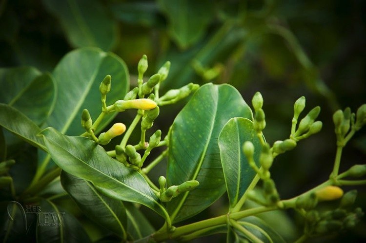 Hawaii2012-01922-blog1100.jpg Hawaii2012 01922 blog1100