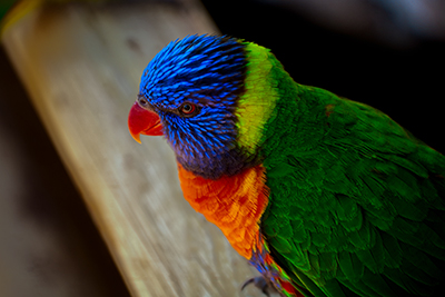 luminar neo course all kinds of photos