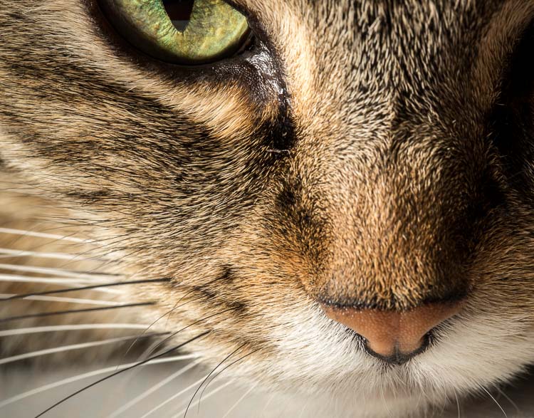 Macro-lens-750px-04.jpg Macro lens 750px 04