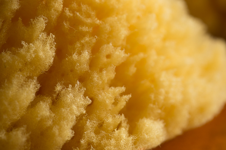 Macro-lens-750px-09.jpg Macro lens 750px 09