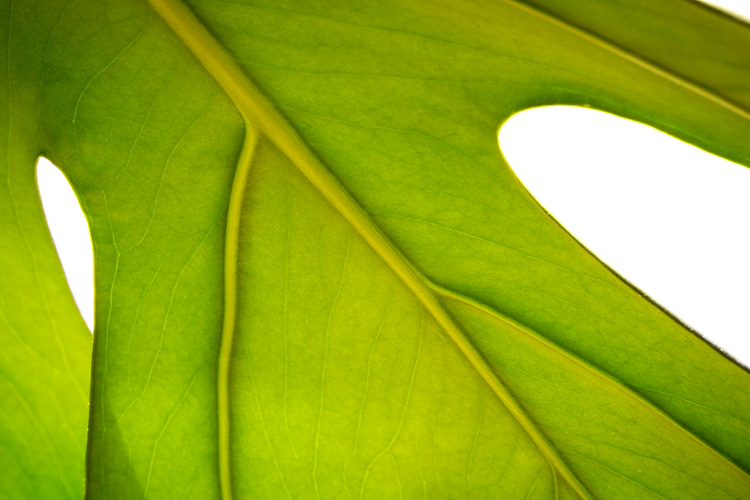 Macro-lens-750px-21.jpg Macro lens 750px 21