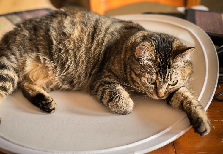 Macro-lens-750px-34.jpg Macro lens 750px 34