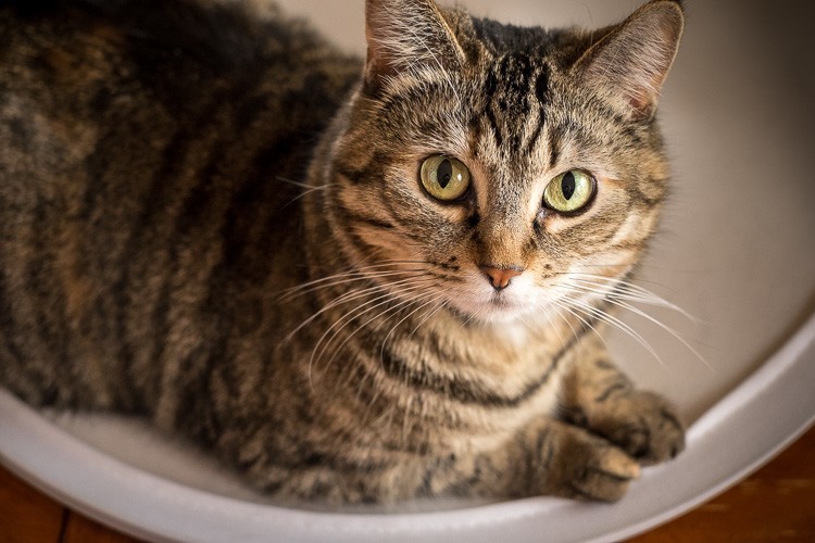 Macro-lens-750px-36.jpg Macro lens 750px 36