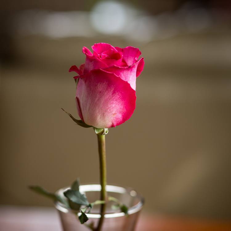 Macro-photography-extension-tubes-750px-01.jpg Macro photography extension tubes 750px 01