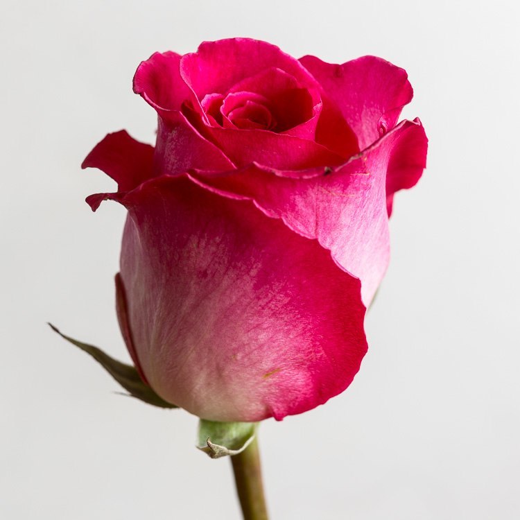 Macro-photography-extension-tubes-750px-02.jpg Macro photography extension tubes 750px 02