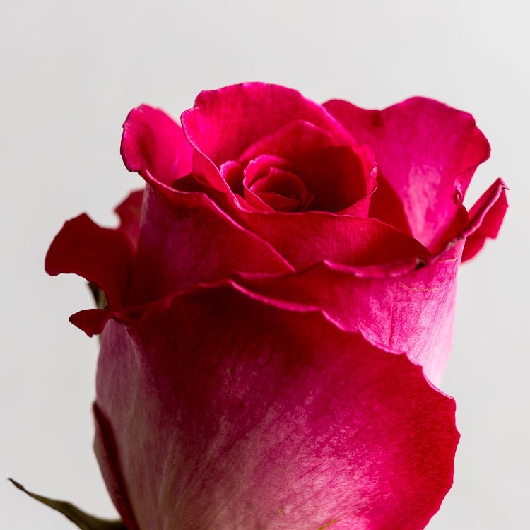 Macro-photography-extension-tubes-750px-03.jpg Macro photography extension tubes 750px 03