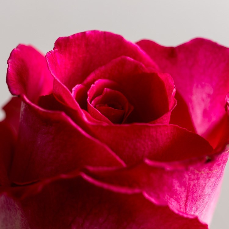 Macro-photography-extension-tubes-750px-04.jpg Macro photography extension tubes 750px 04