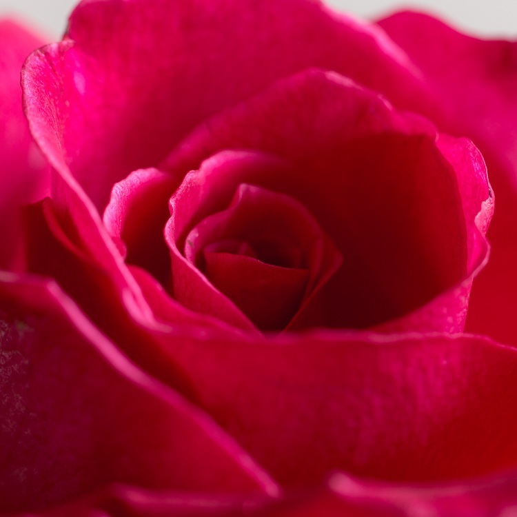 Macro-photography-extension-tubes-750px-05.jpg Macro photography extension tubes 750px 05