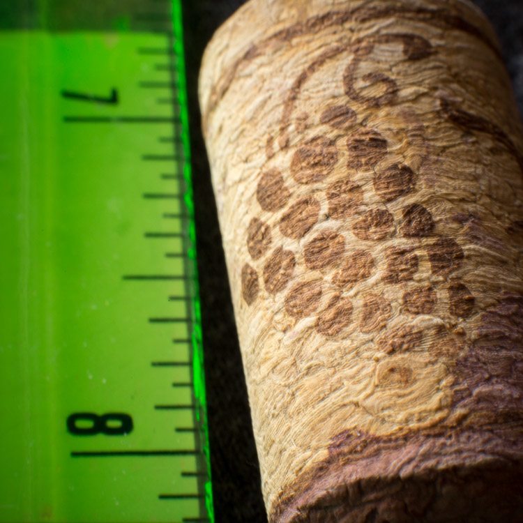 Macro-photography-extension-tubes-750px-16.jpg Macro photography extension tubes 750px 16