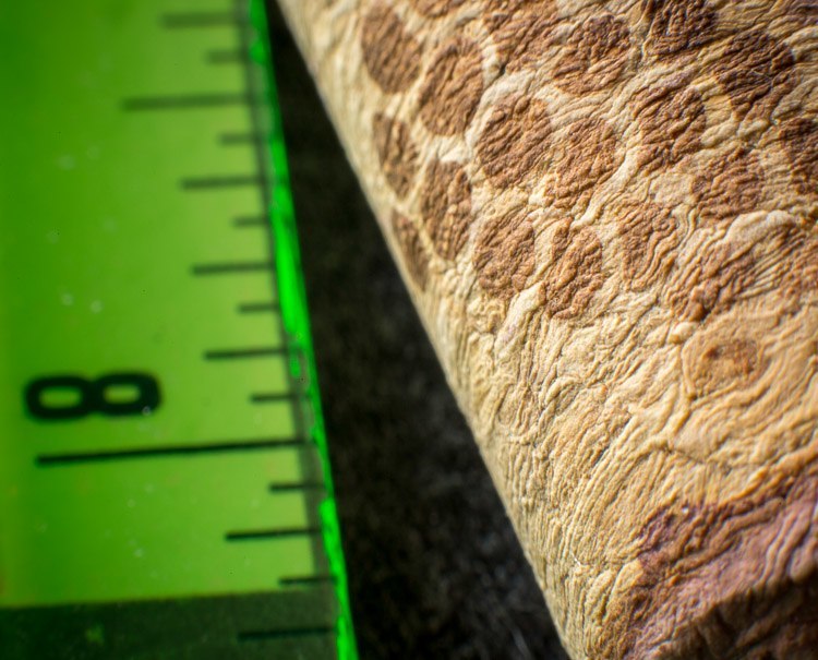 Macro-photography-extension-tubes-750px-17.jpg Macro photography extension tubes 750px 17