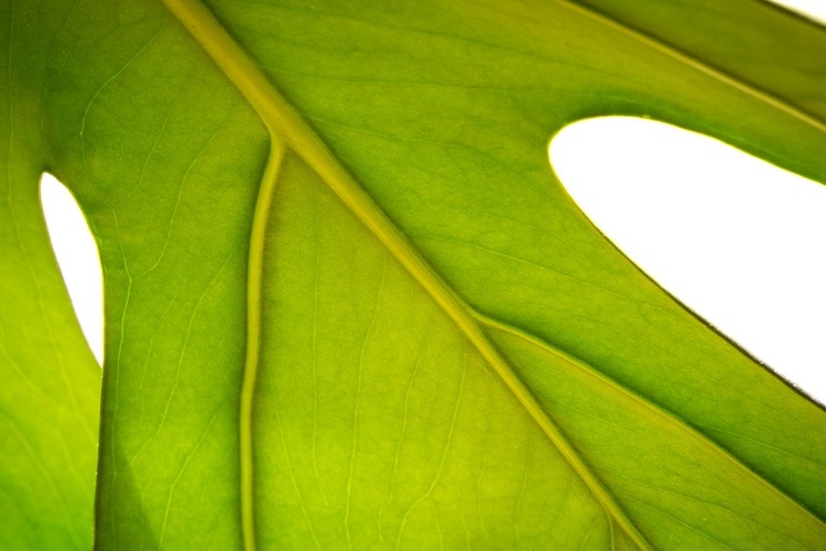 Marco-lens-750px-41.jpg Marco lens 750px 41