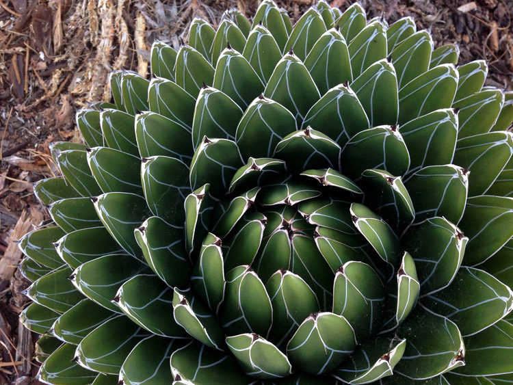 How to Develop the Art of Seeing Through Mindful Photography