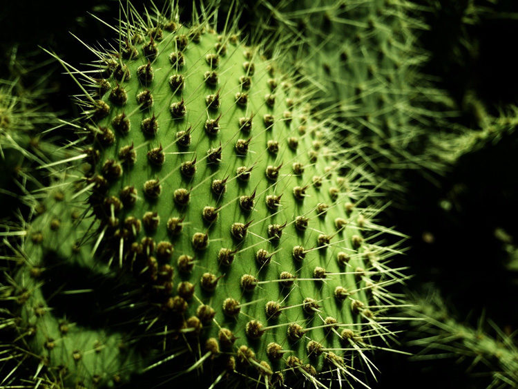 How to Develop the Art of Seeing Through Mindful Photography