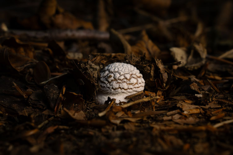 mushroom highlighted with light in an otherwise dark scene