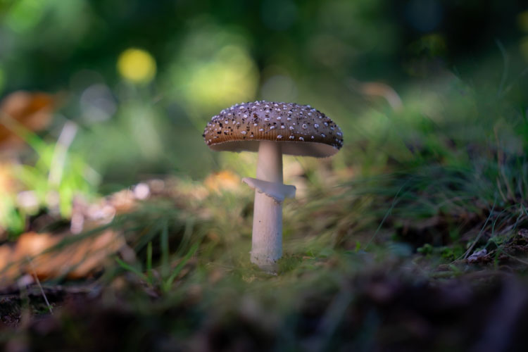 Single mushroom in a lush environment