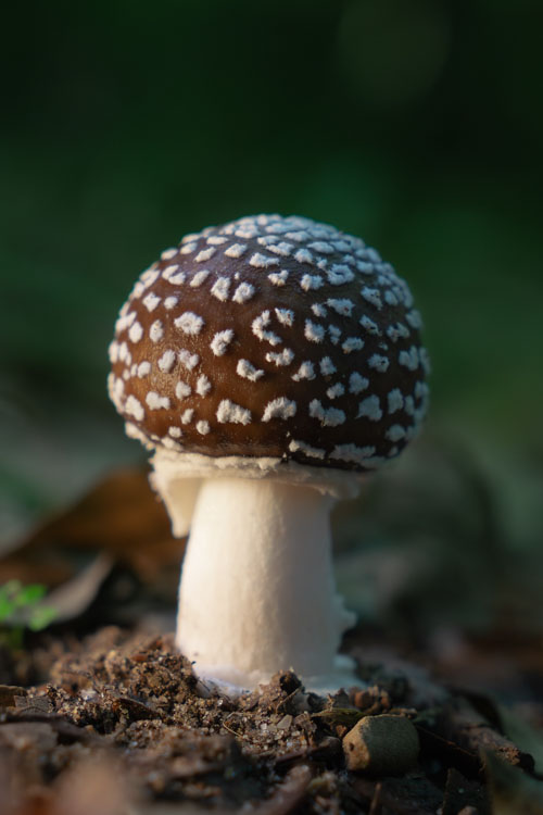 Brown mushroom with white speckles