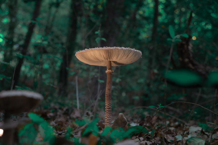 Tall mushroom in a lush forest