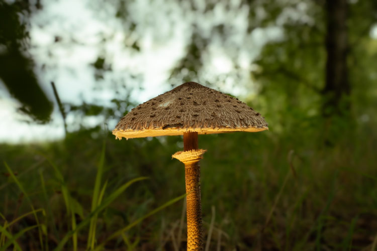 Mushroom with a textured, umbrella-like cap