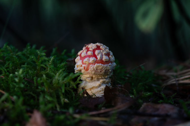 Colorful mushroom on forest floor