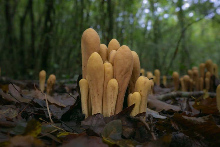 Cluster of mushrooms in forest