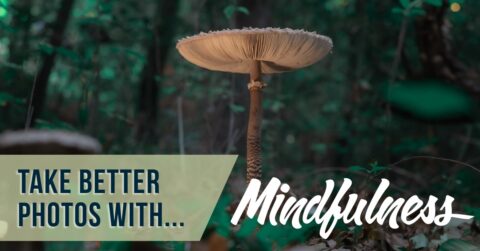A single tall mushroom illuminated in a dim forest, surrounded by green undergrowth and fallen leaves, conveying a calm, meditative mood in nature