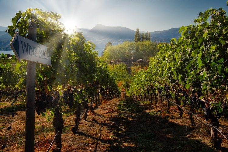 Same photo of grape vines processed with Luminar as the after photo