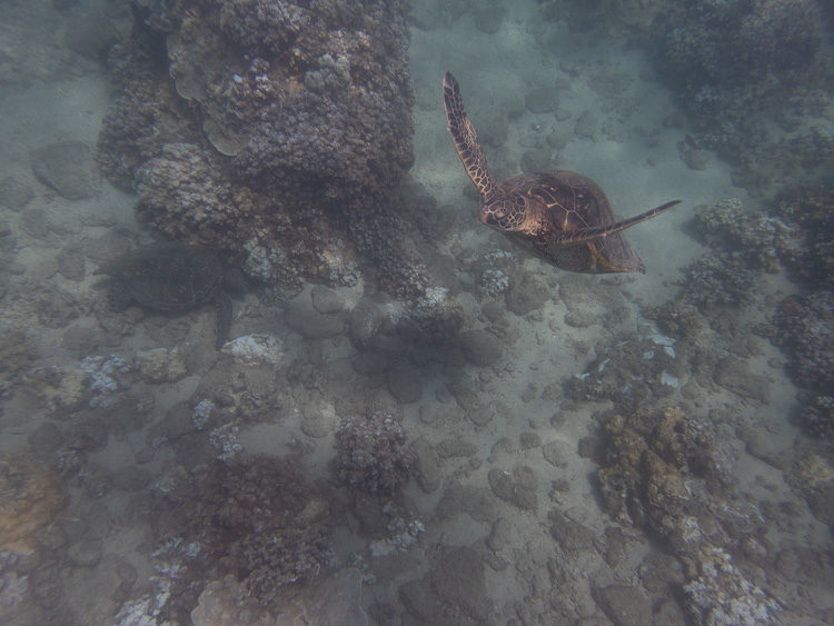 Image Processing Demonstration Using Lightroom and Luminar - sea turtle underwater photo