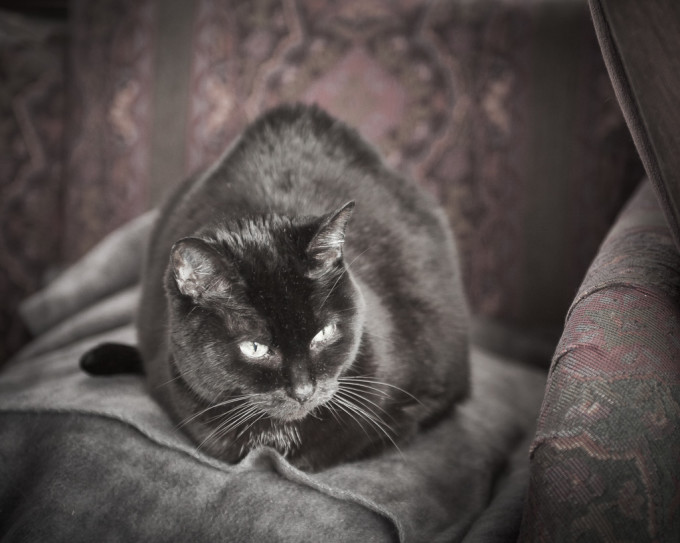 Black cat on a dark background - comes out gray