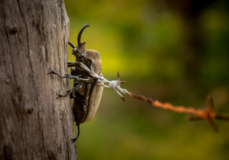 scarab bettle closeup with Fuji X-T1 mirrorless camera