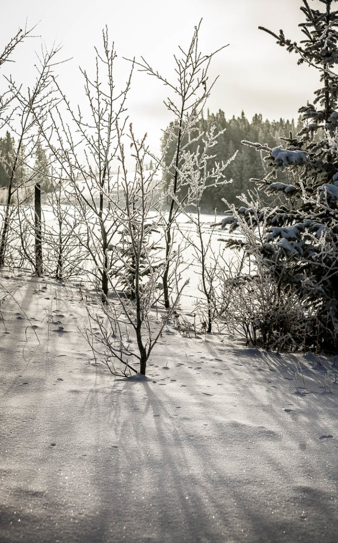 snow-winter-alberta-ice-1140px-02