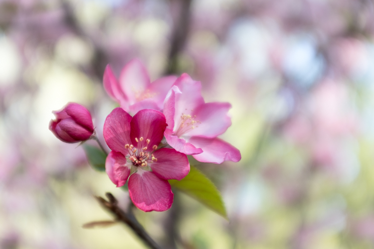 spring photography tips 09