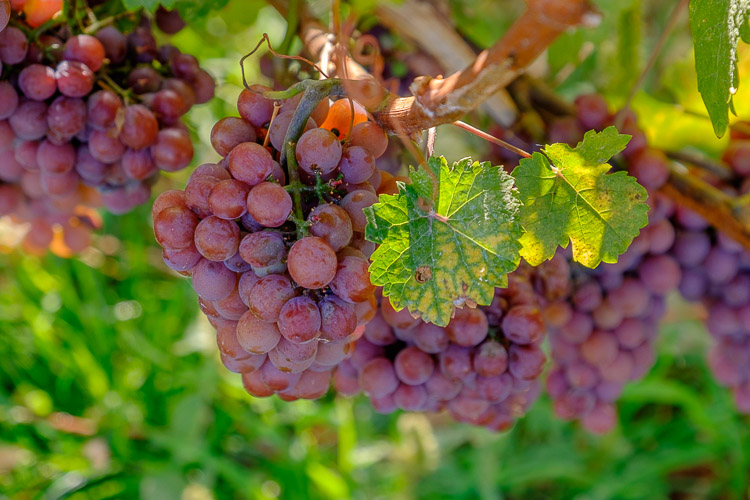 stop ruining photos 25