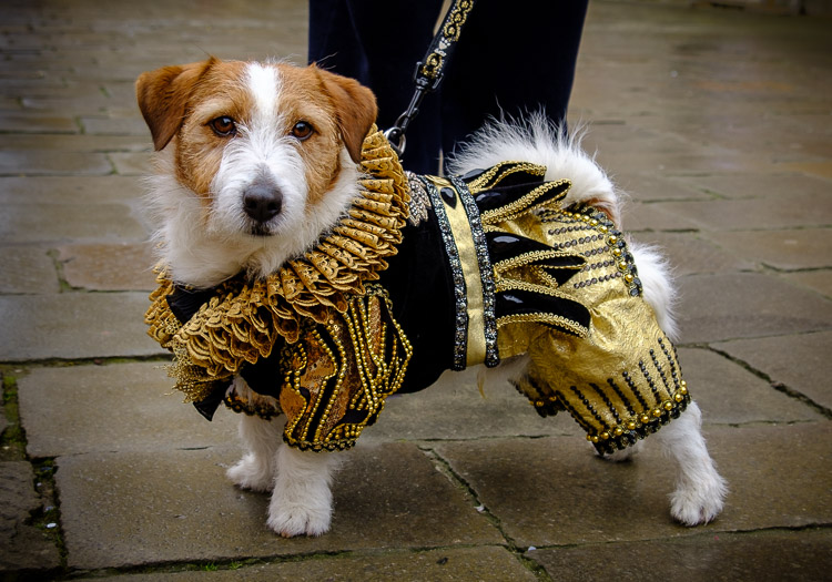 a Dog at Venice carnival in costume