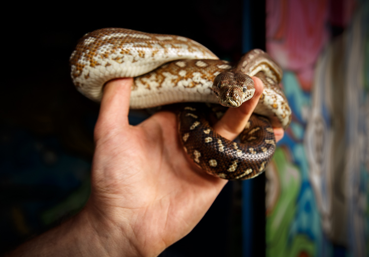 Photographing unconventional subjects like snakes