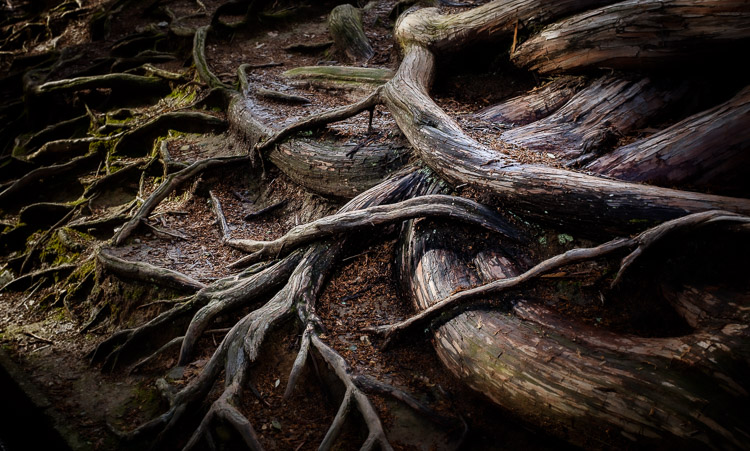 Ancient tree roots in Japan.