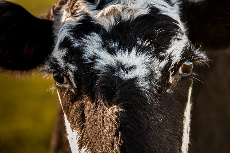 A farm cow makes for an interesting photo