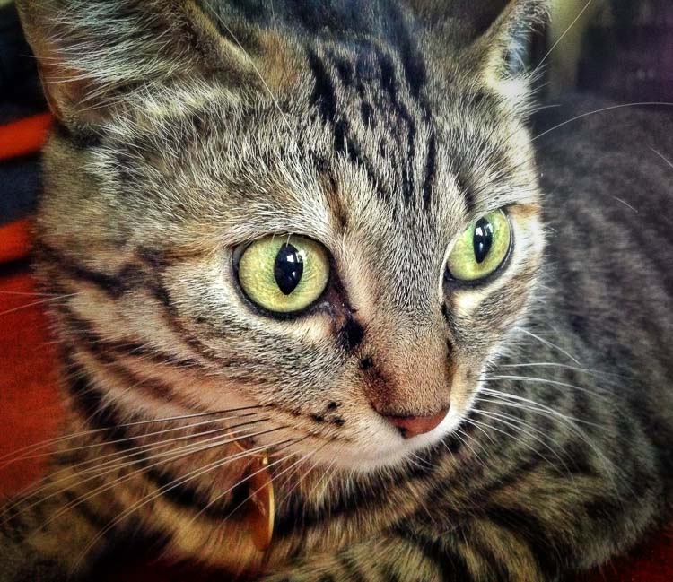 which-camera-750px-12