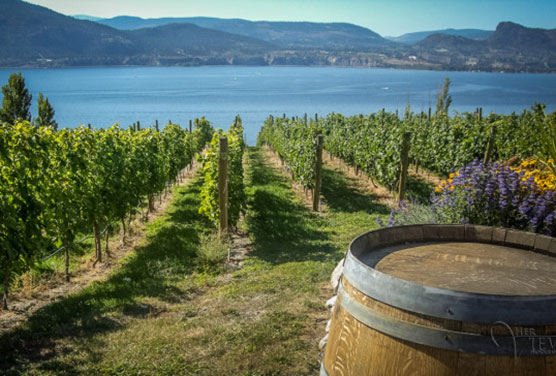 rows of grapes and a wine barrel with lake okanagan in the background