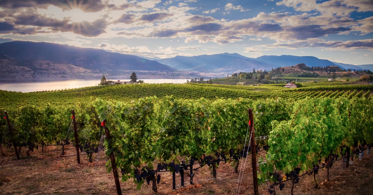 An amazing vista view of a winery in the Okanagan valley wine region of Canada's British Columbia.