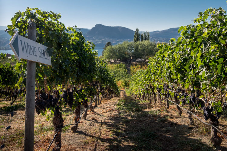 wine shop grapevines okanagan