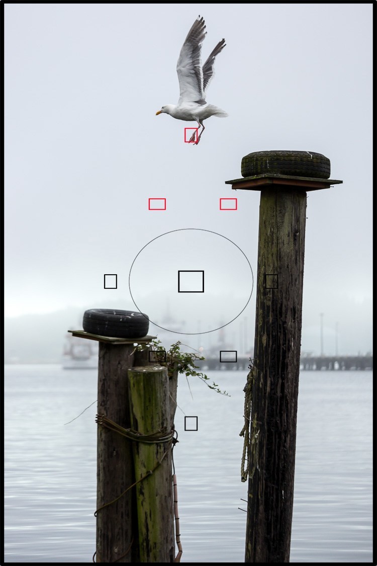 sharp photo of a bird taken using zone focus