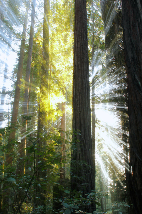 How to do a Zoom Burst Special Effect with Your Camera