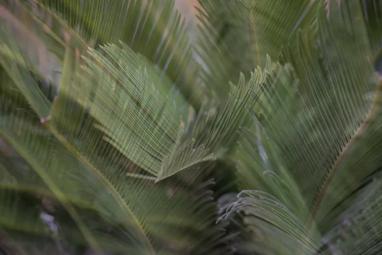 double exposures in camera 13 750px jpg