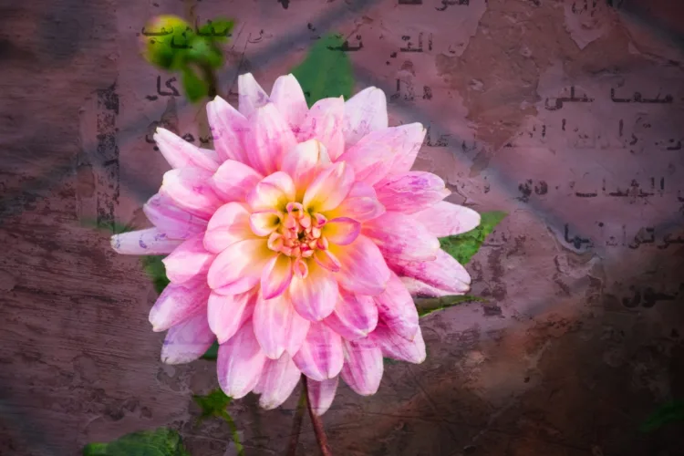 DPM LR course 0026 after 1