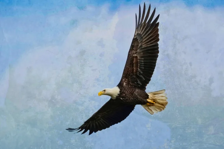 DPM Texture background overlays after 02