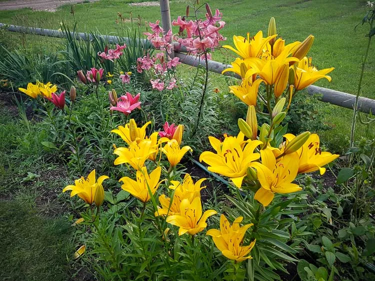 garden photography tips 03 750px jpg