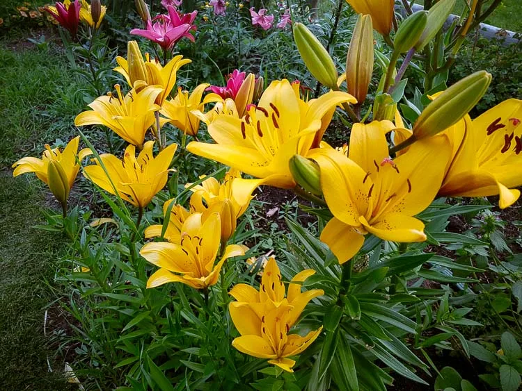 garden photography tips 04 750px jpg